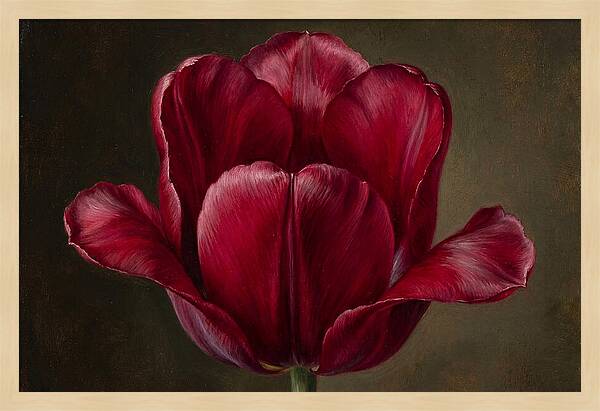 Crimson Tulip Serenity