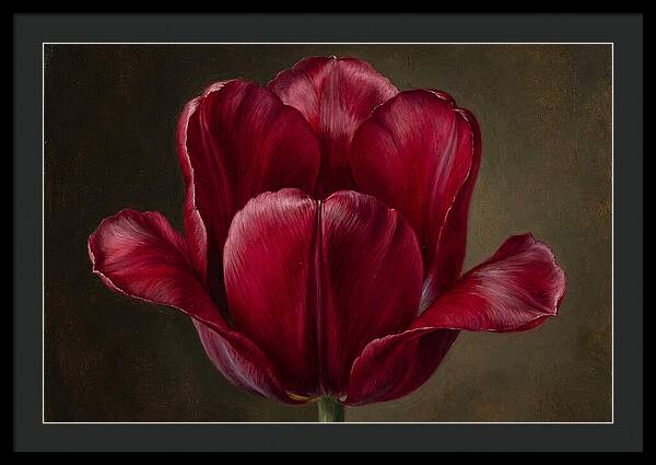 Crimson Tulip Serenity