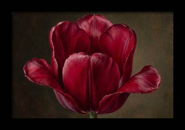 Crimson Tulip Serenity