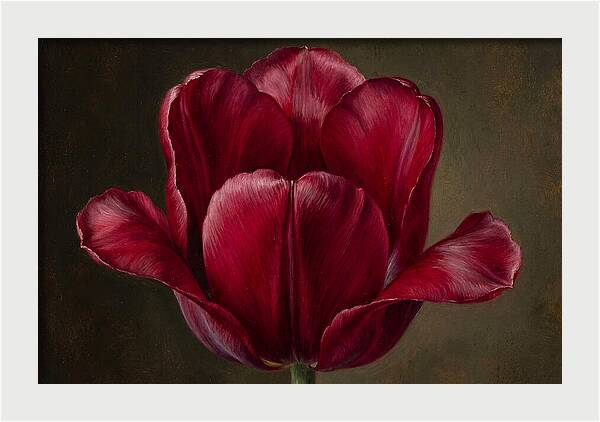 Crimson Tulip Serenity