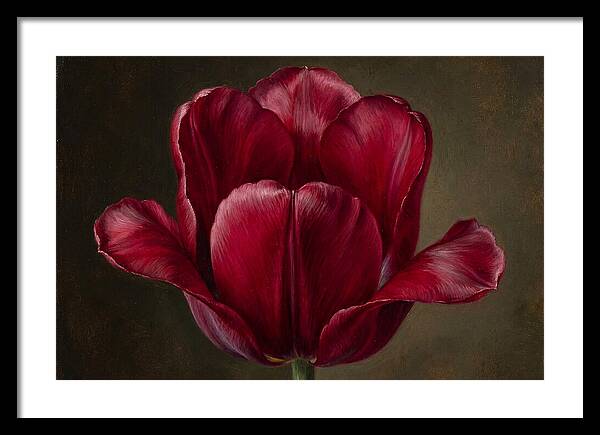 Crimson Tulip Serenity