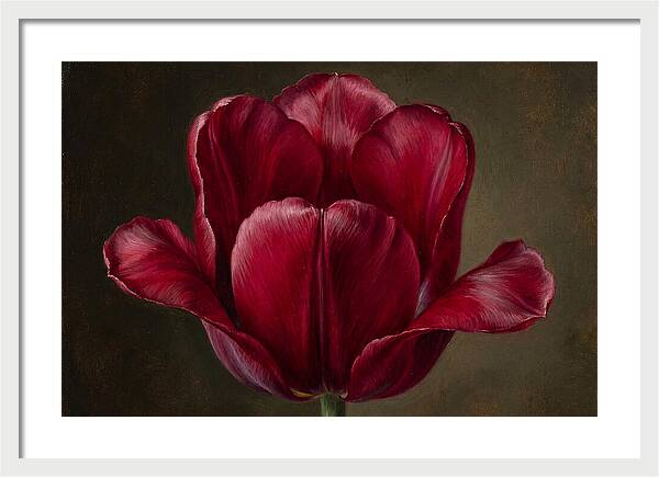 Crimson Tulip Serenity