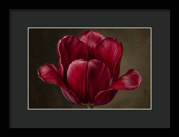 Crimson Tulip Serenity