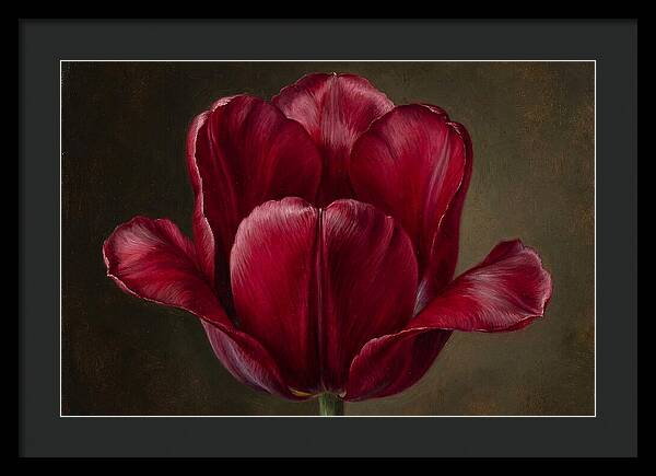 Crimson Tulip Serenity