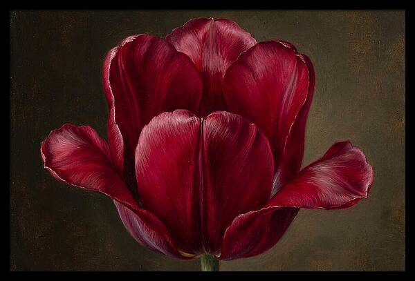 Crimson Tulip Serenity