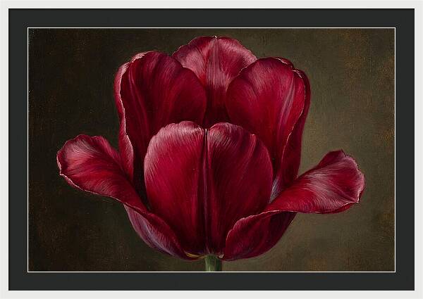 Crimson Tulip Serenity