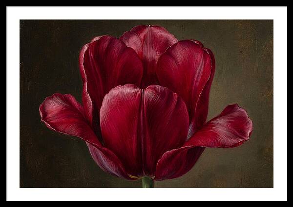 Crimson Tulip Serenity