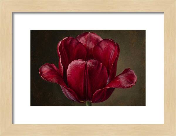 Crimson Tulip Serenity