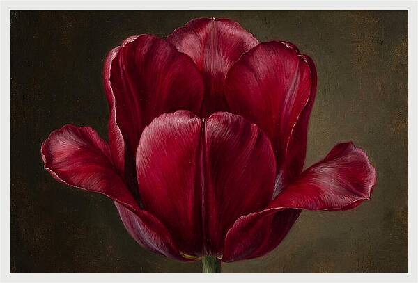 Crimson Tulip Serenity