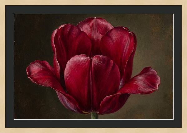 Crimson Tulip Serenity