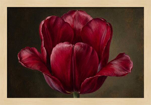 Crimson Tulip Serenity
