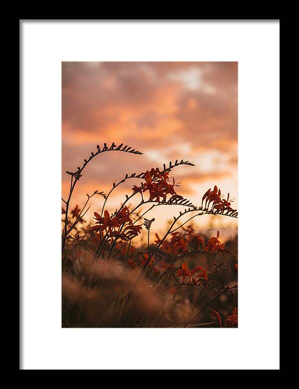 Crocosmia Sprays In Vivid Orange Red