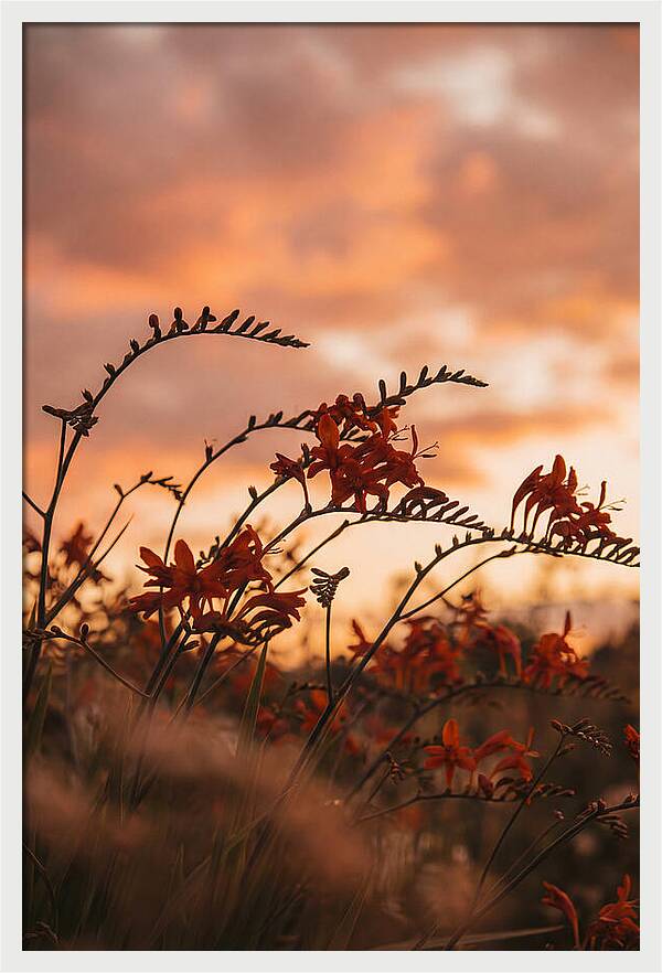 Crocosmia Sprays In Vivid Orange Red