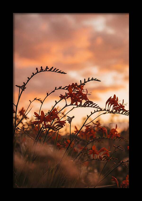 Crocosmia Sprays In Vivid Orange Red