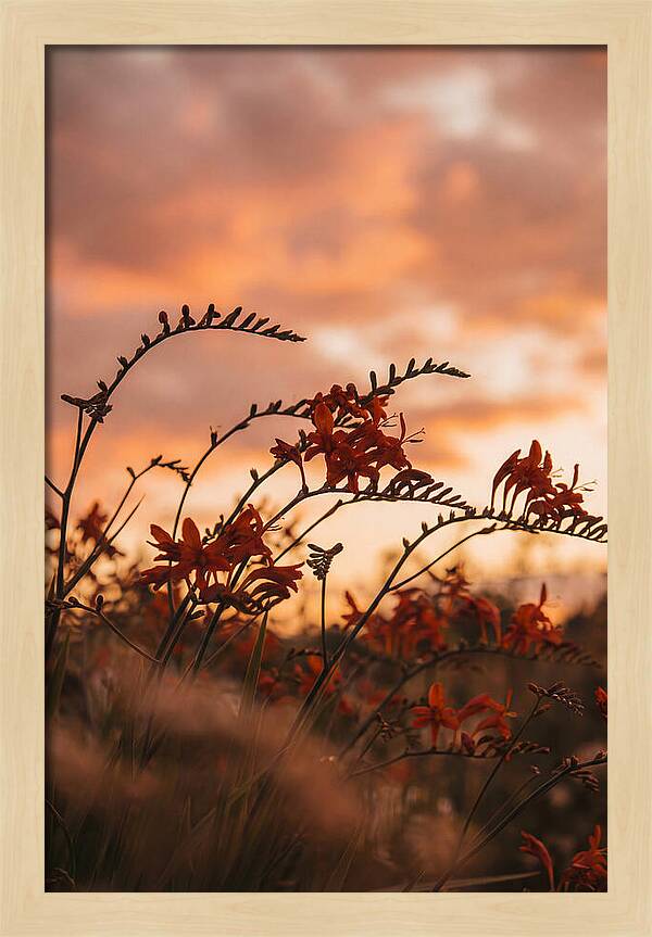 Crocosmia Sprays In Vivid Orange Red
