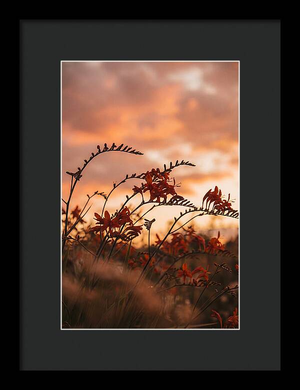 Crocosmia Sprays In Vivid Orange Red