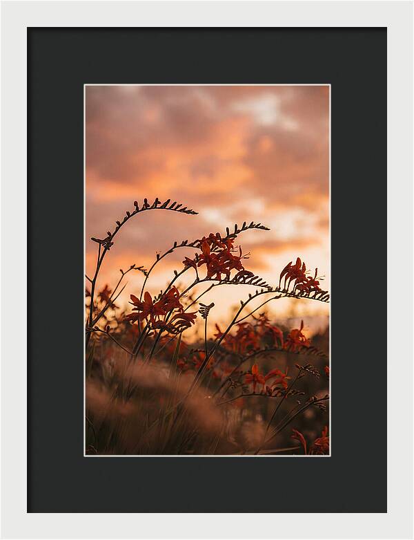 Crocosmia Sprays In Vivid Orange Red