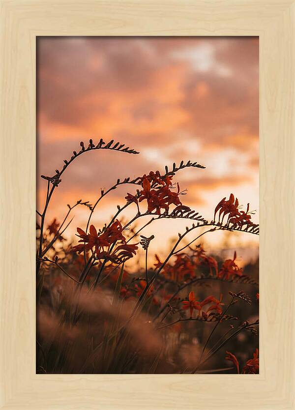 Crocosmia Sprays In Vivid Orange Red