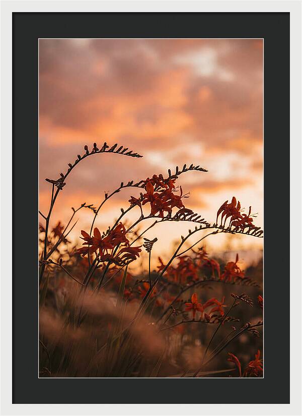Crocosmia Sprays In Vivid Orange Red