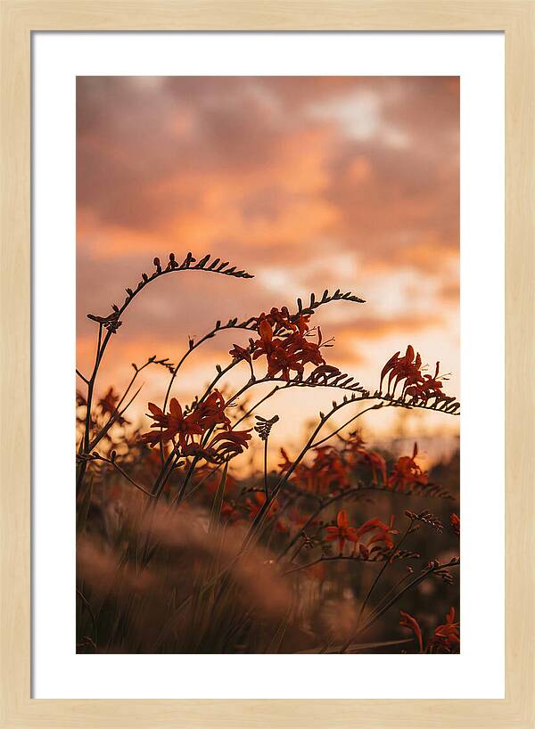 Crocosmia Sprays In Vivid Orange Red
