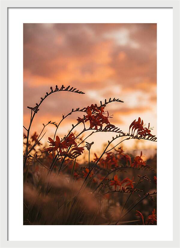 Crocosmia Sprays In Vivid Orange Red