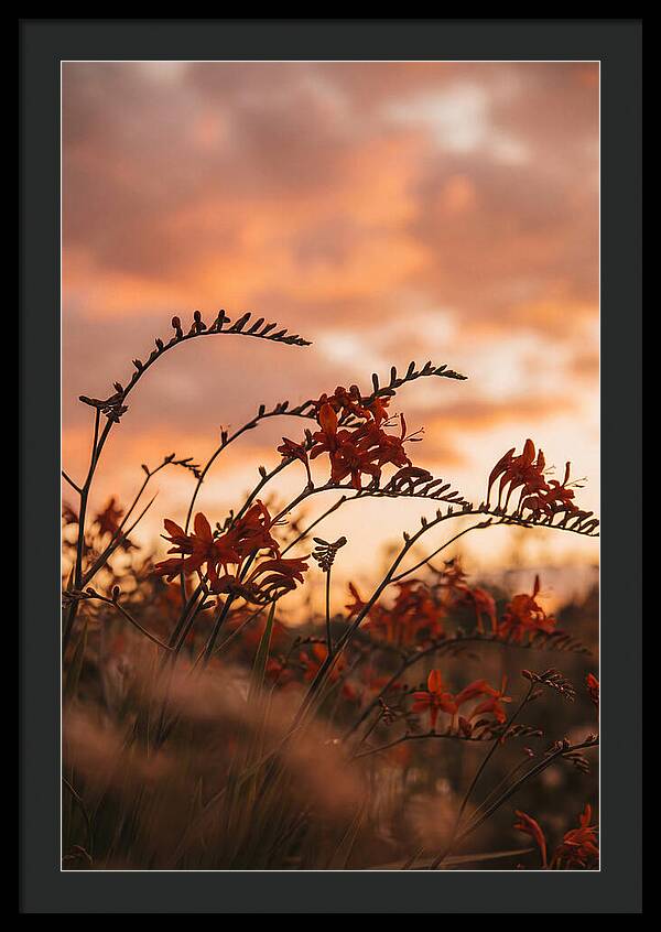 Crocosmia Sprays In Vivid Orange Red