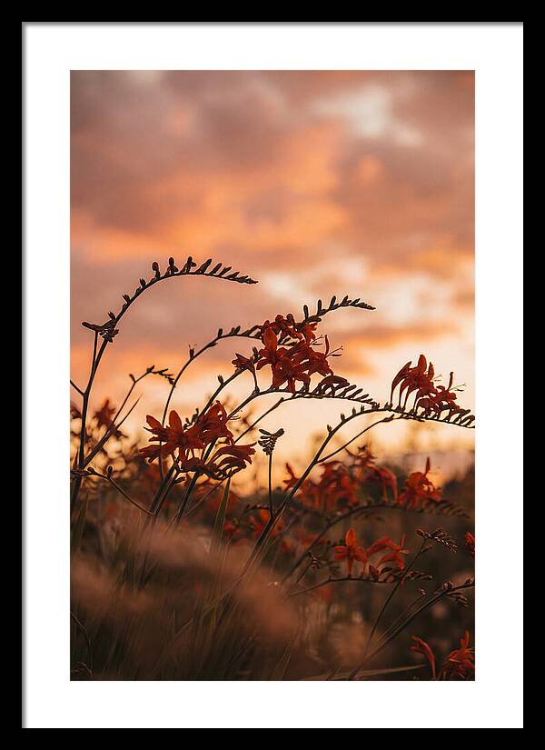 Crocosmia Sprays In Vivid Orange Red