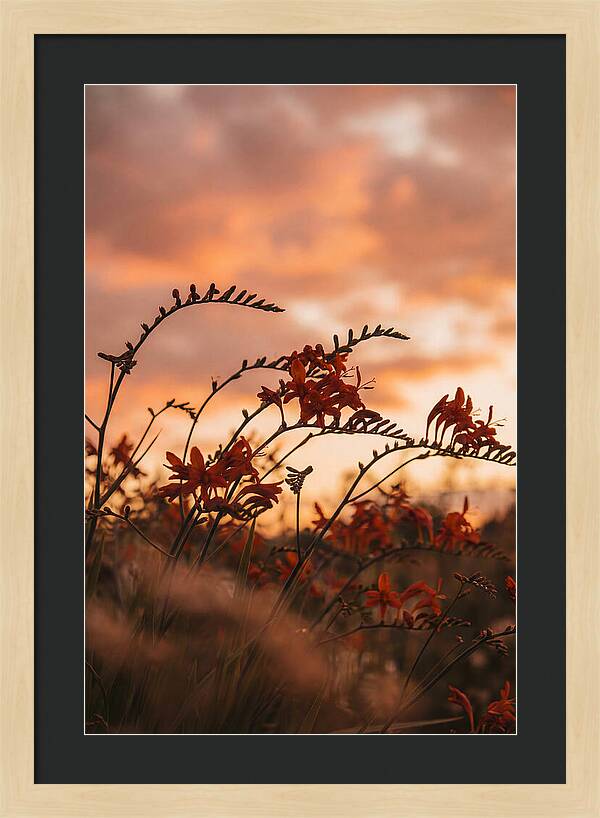 Crocosmia Sprays In Vivid Orange Red