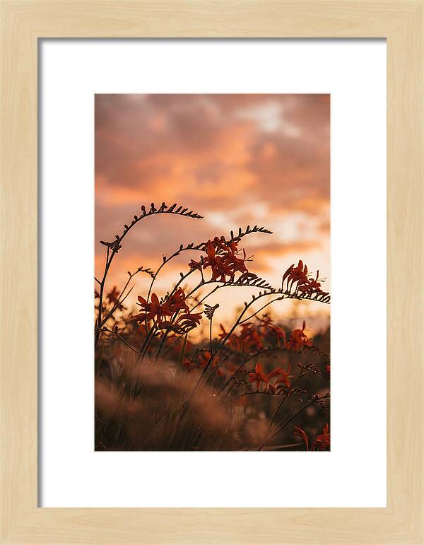 Crocosmia Sprays In Vivid Orange Red
