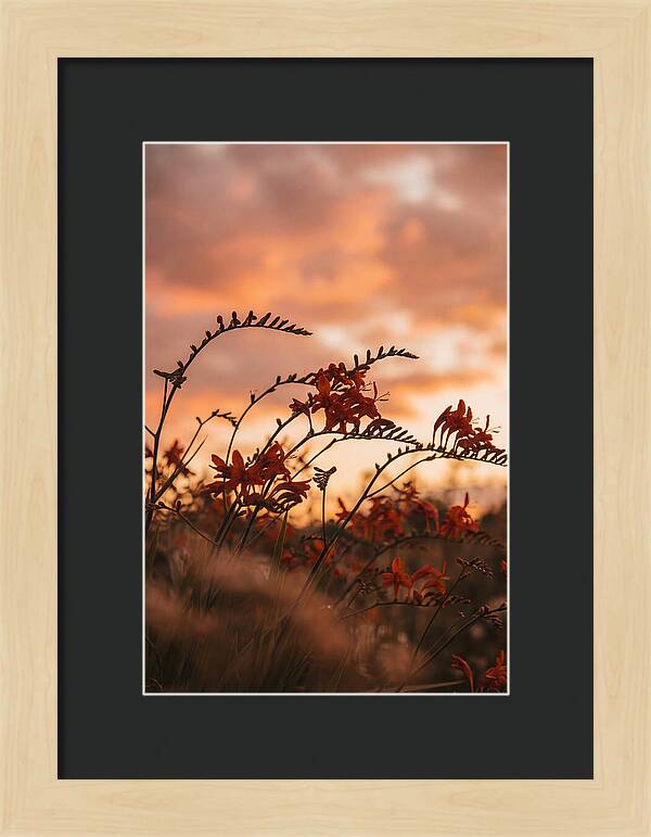 Crocosmia Sprays In Vivid Orange Red