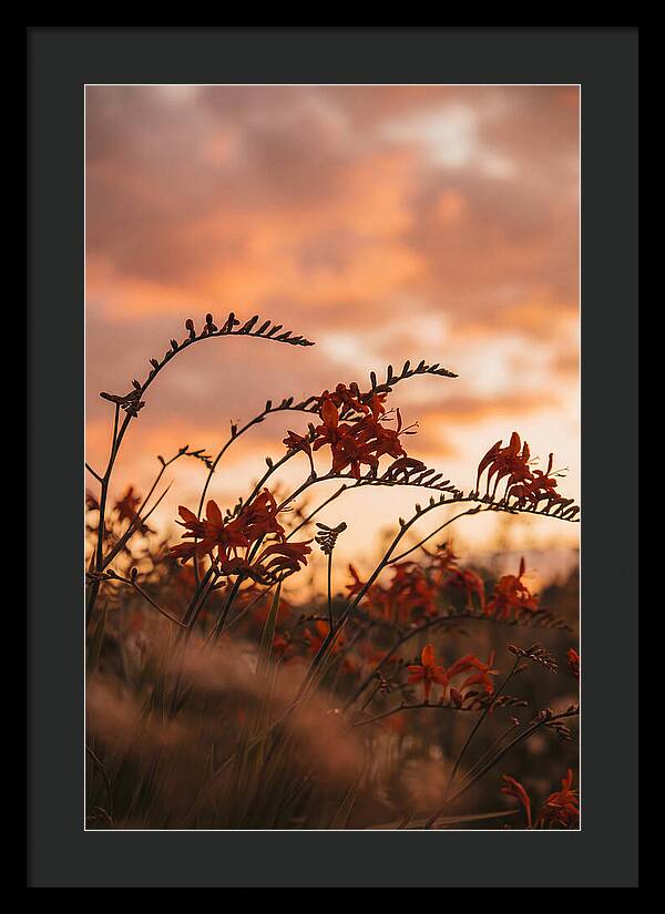 Crocosmia Sprays In Vivid Orange Red