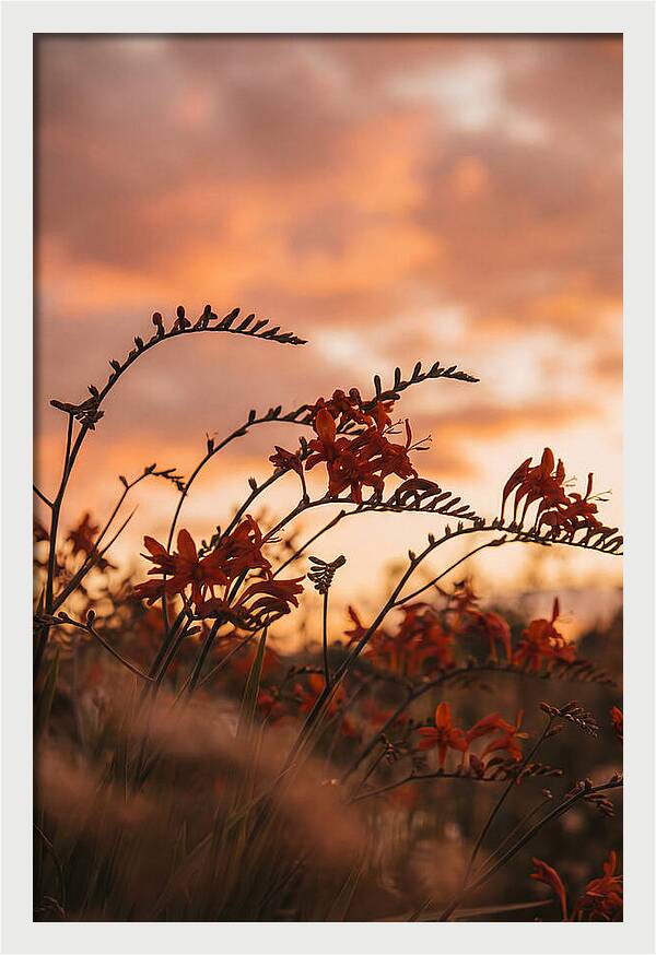 Crocosmia Sprays In Vivid Orange Red