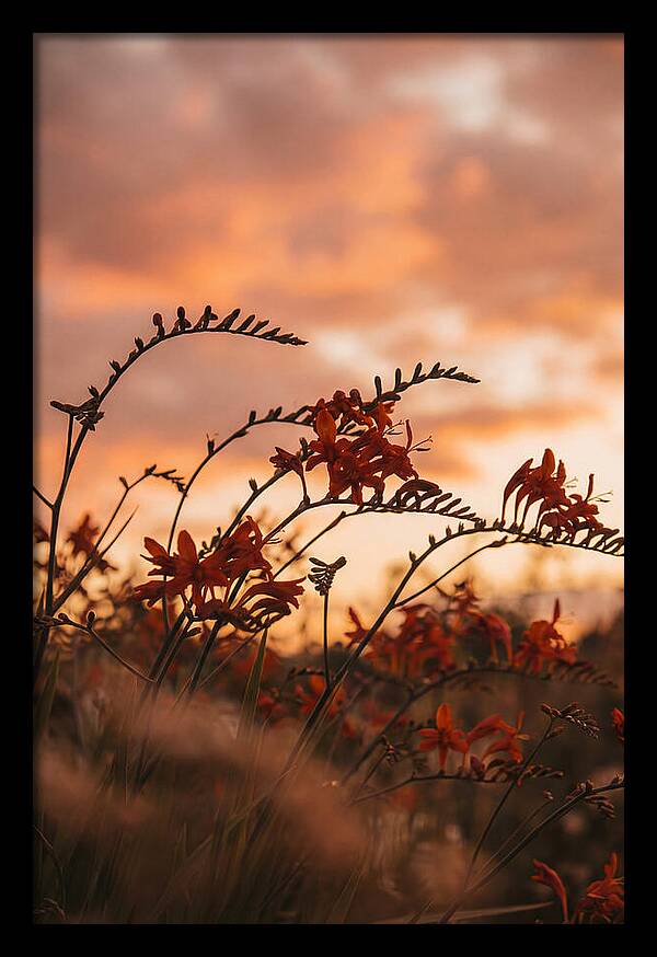 Crocosmia Sprays In Vivid Orange Red