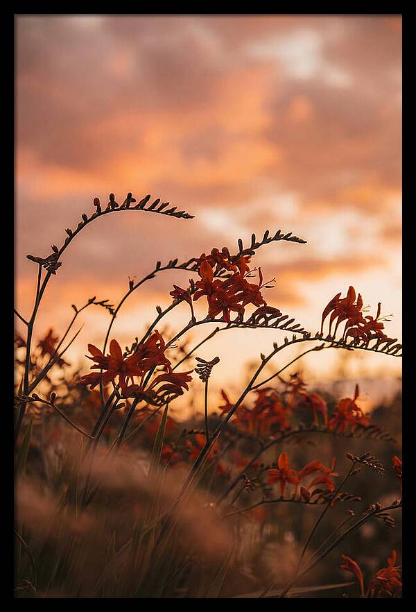 Crocosmia Sprays In Vivid Orange Red