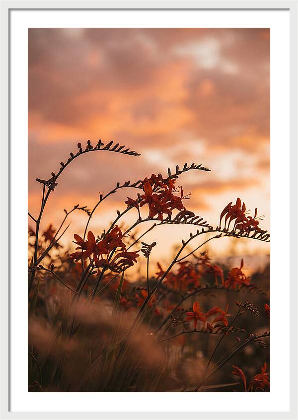 Crocosmia Sprays In Vivid Orange Red