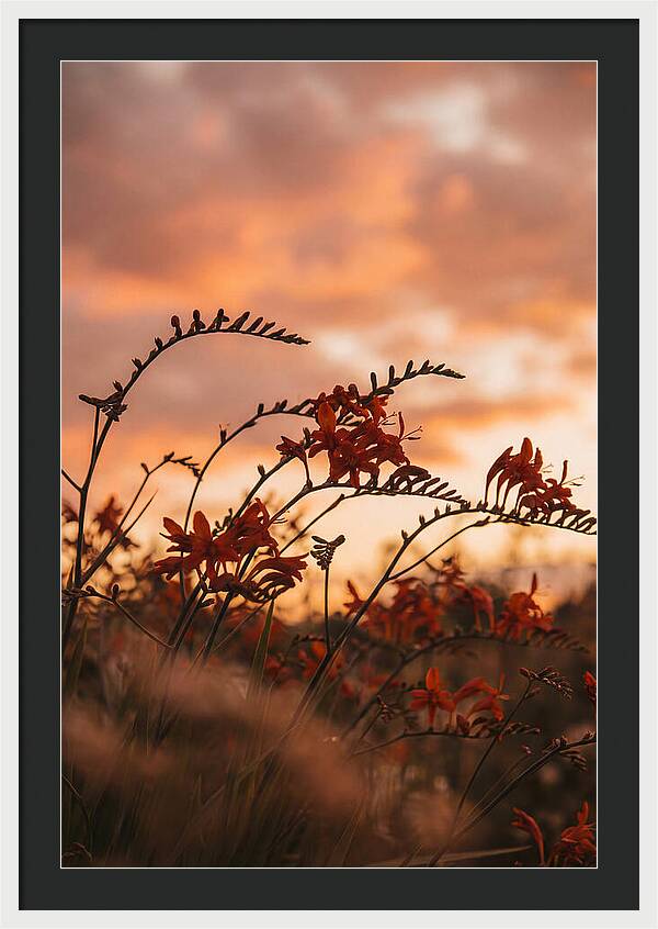Crocosmia Sprays In Vivid Orange Red