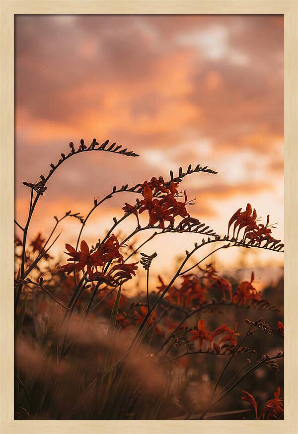 Crocosmia Sprays In Vivid Orange Red