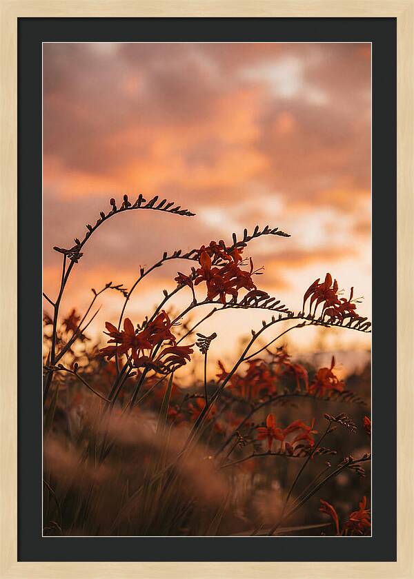 Crocosmia Sprays In Vivid Orange Red