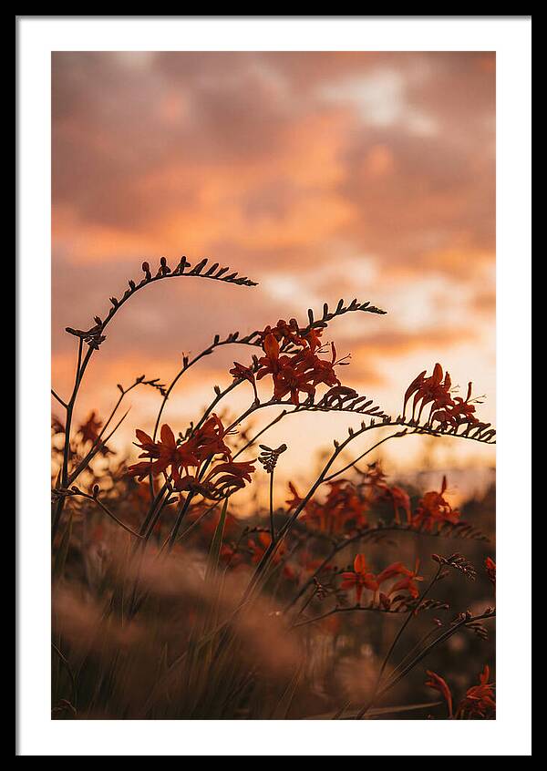 Crocosmia Sprays In Vivid Orange Red