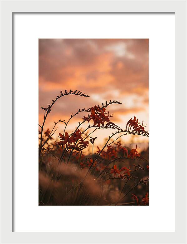 Crocosmia Sprays In Vivid Orange Red