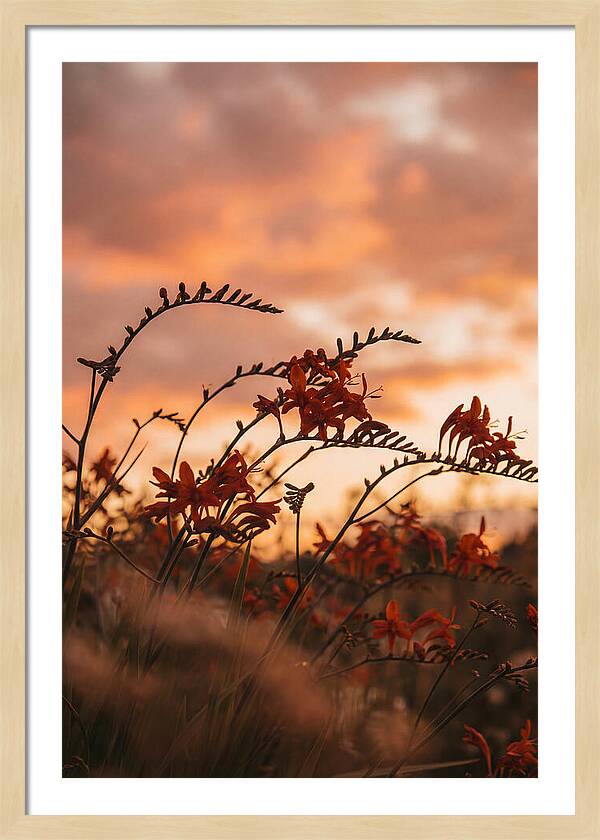 Crocosmia Sprays In Vivid Orange Red