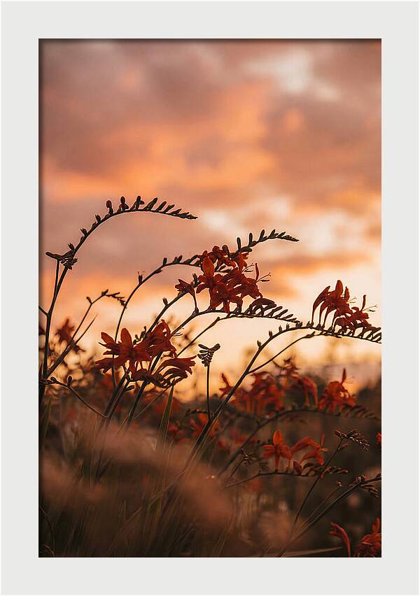 Crocosmia Sprays In Vivid Orange Red