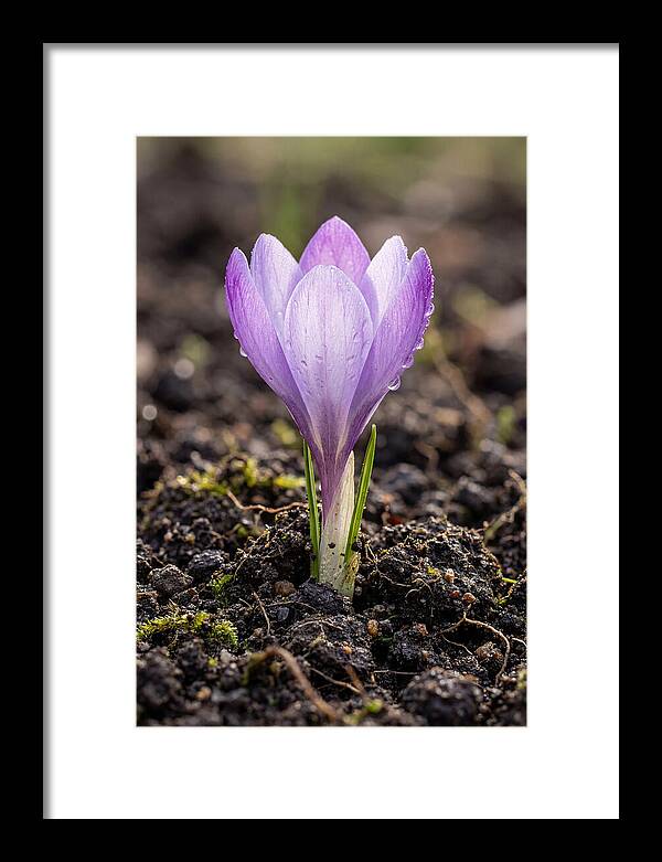 Crocus Blooming In Spring