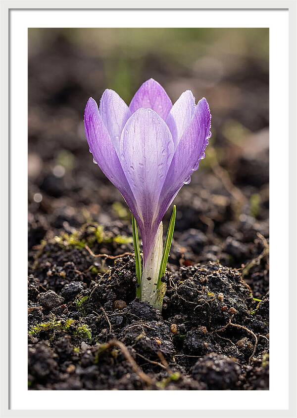 Crocus Blooming In Spring