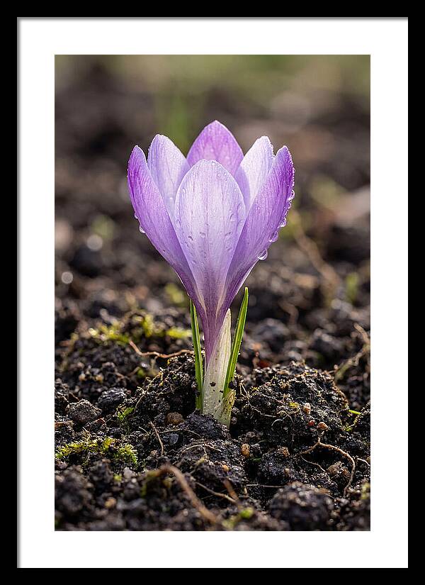 Crocus Blooming In Spring