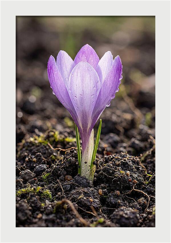 Crocus Blooming In Spring