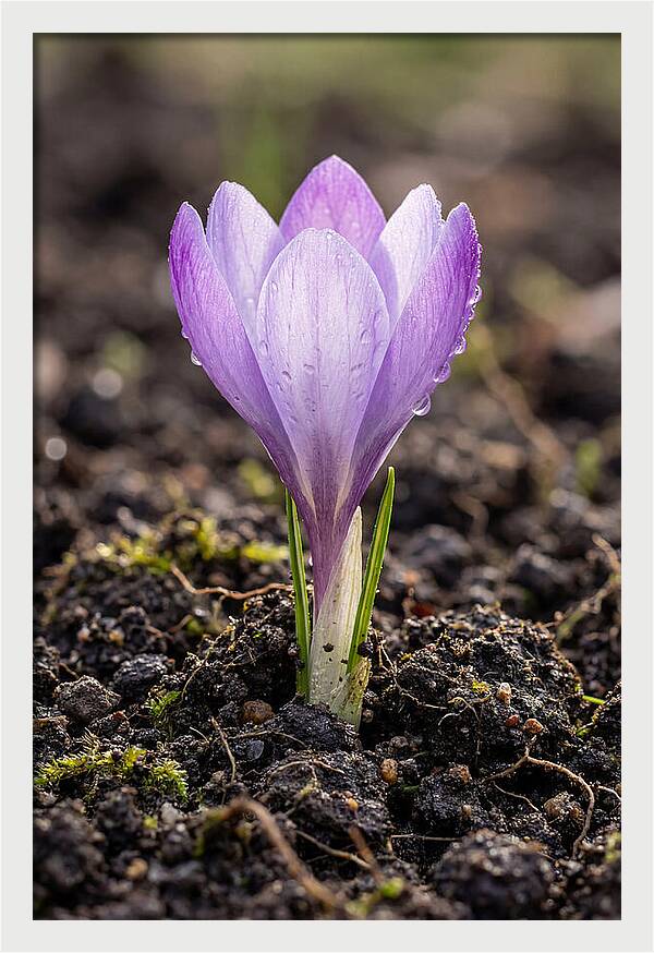 Crocus Blooming In Spring