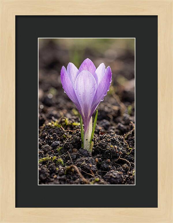 Crocus Blooming In Spring