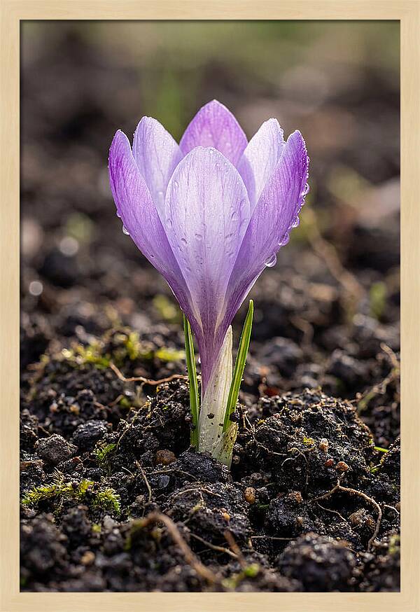 Crocus Blooming In Spring