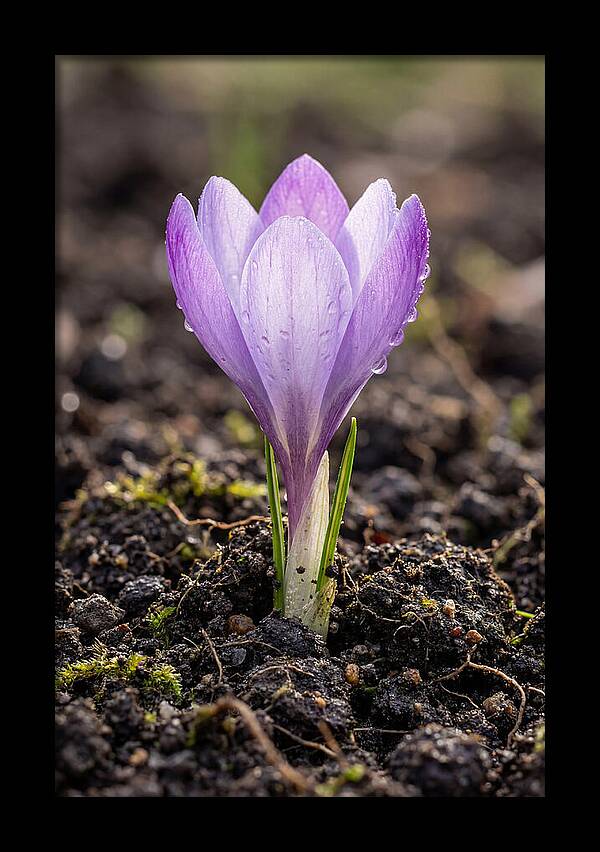 Crocus Blooming In Spring